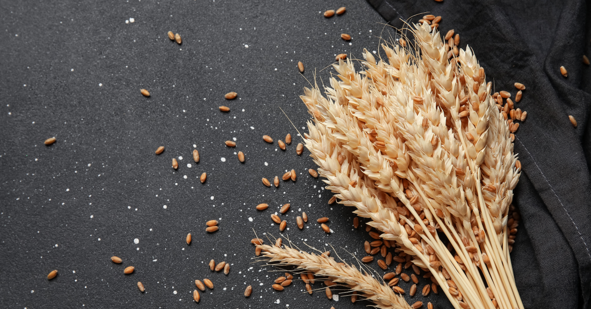 Gluten – co to takiego i jaka dieta go ogranicza? 2 pszenica