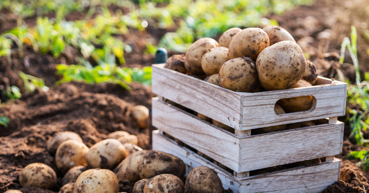 Ziemniaki – kalorie i właściwości odżywcze. Czy można je jeść na diecie odchudzającej? 2 ziemniaki